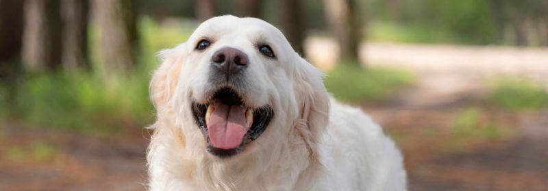 a dog with its tongue out