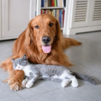 a dog lying on the floor next to a cat