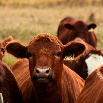 a group of cows in a field