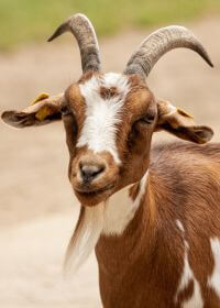 a brown and white goat with horns