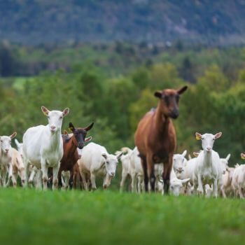 a group of goats in a field