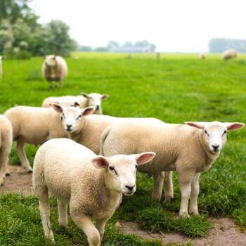 a herd of sheep standing on top of a lush green field