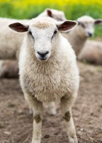 a herd of sheep standing on top of a dirt field