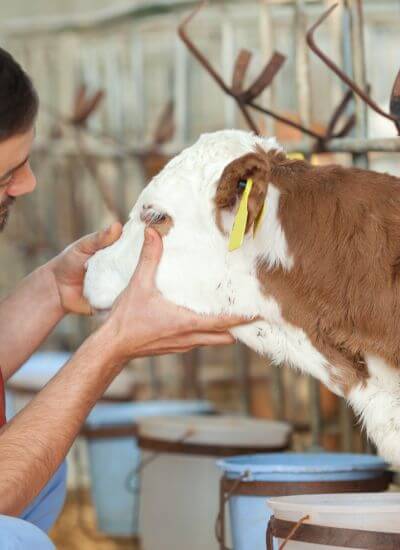 a vet checking eye of a cow