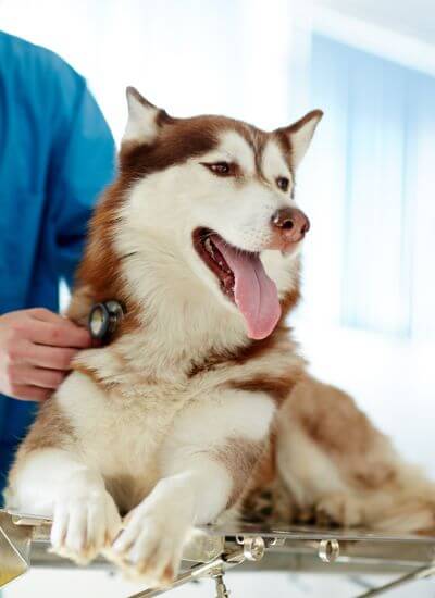 veterinarian checking dog