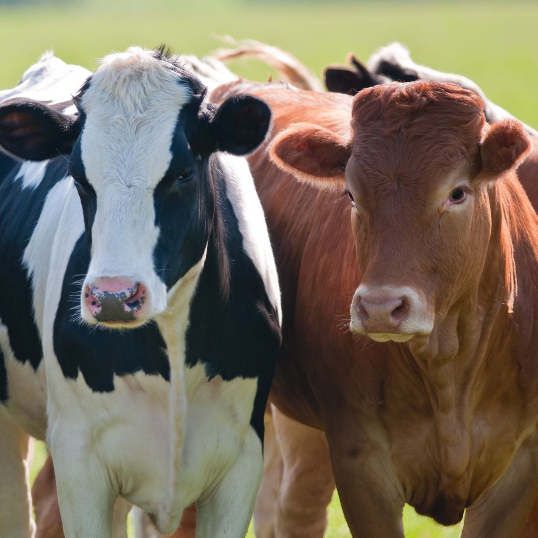 Several cows grazing in a grassy field