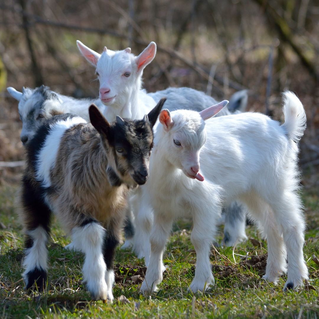 A group of goats standing in a grassy field