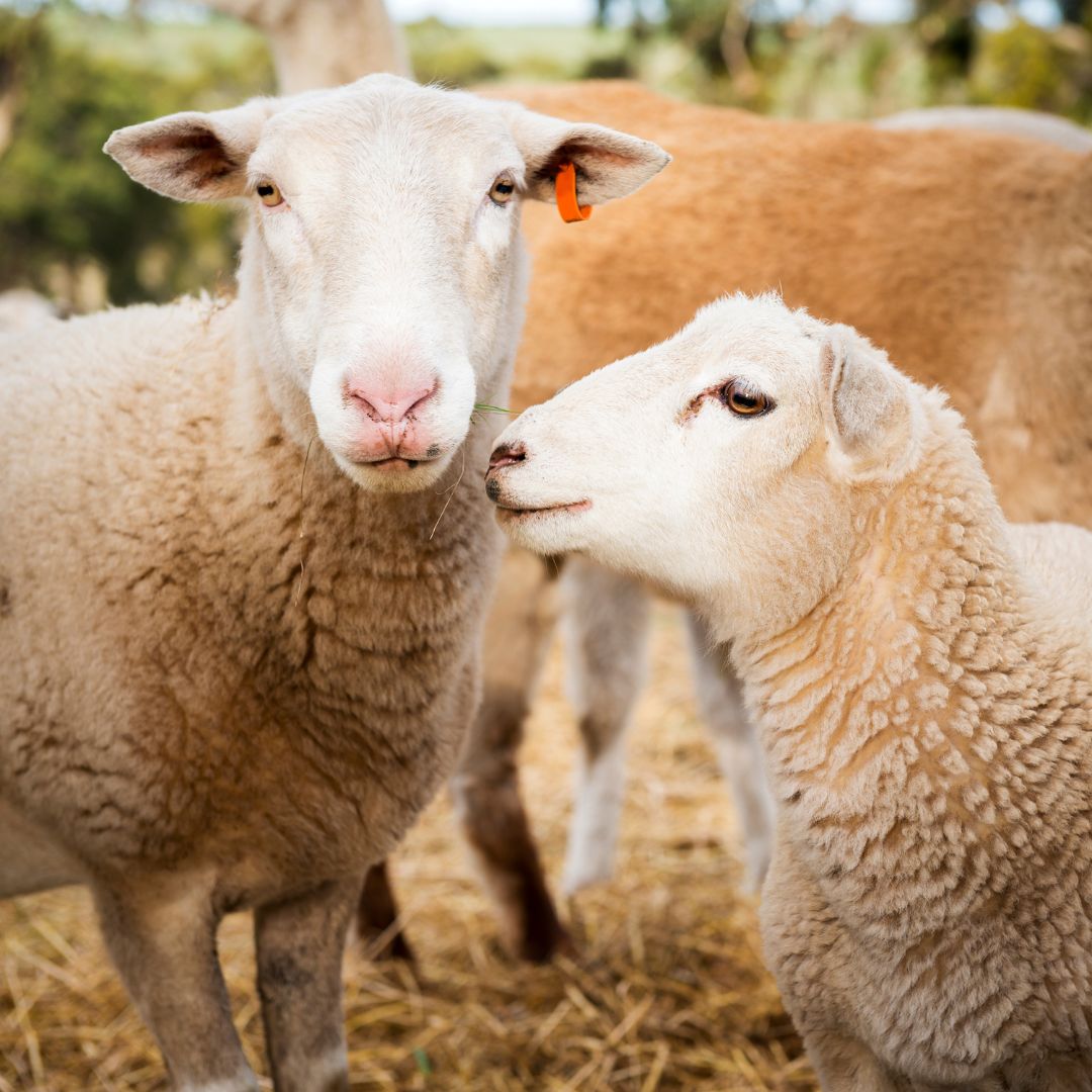 Pair of sheep standing peacefully in a grassy meadow