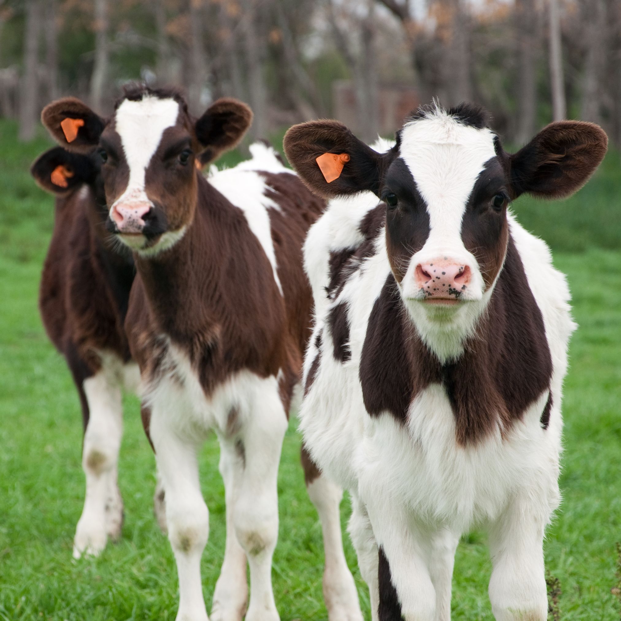 Three cows grazing peacefully in a lush green field