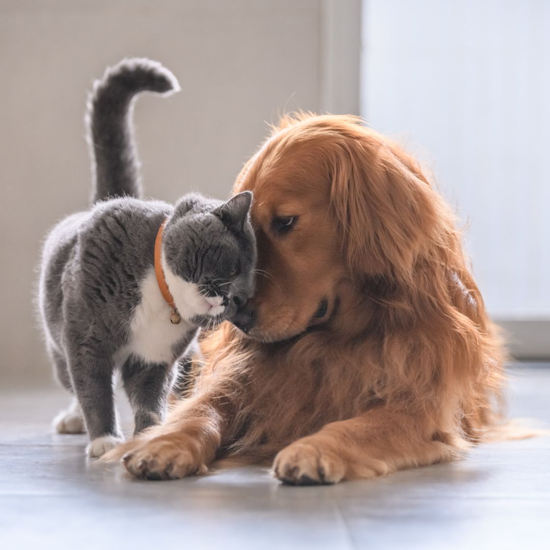 a dog and a cat playing together on the floor