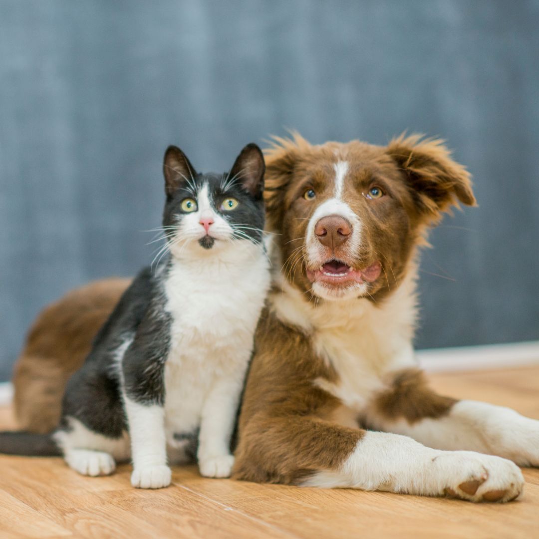 a dog and a cat sitting on the floor